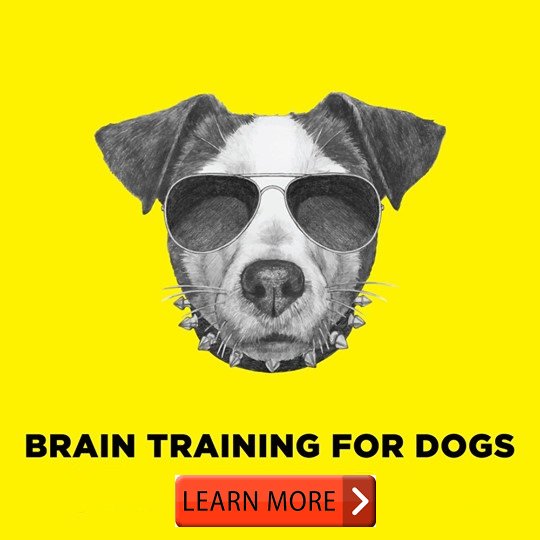 Brain Train Your Dog